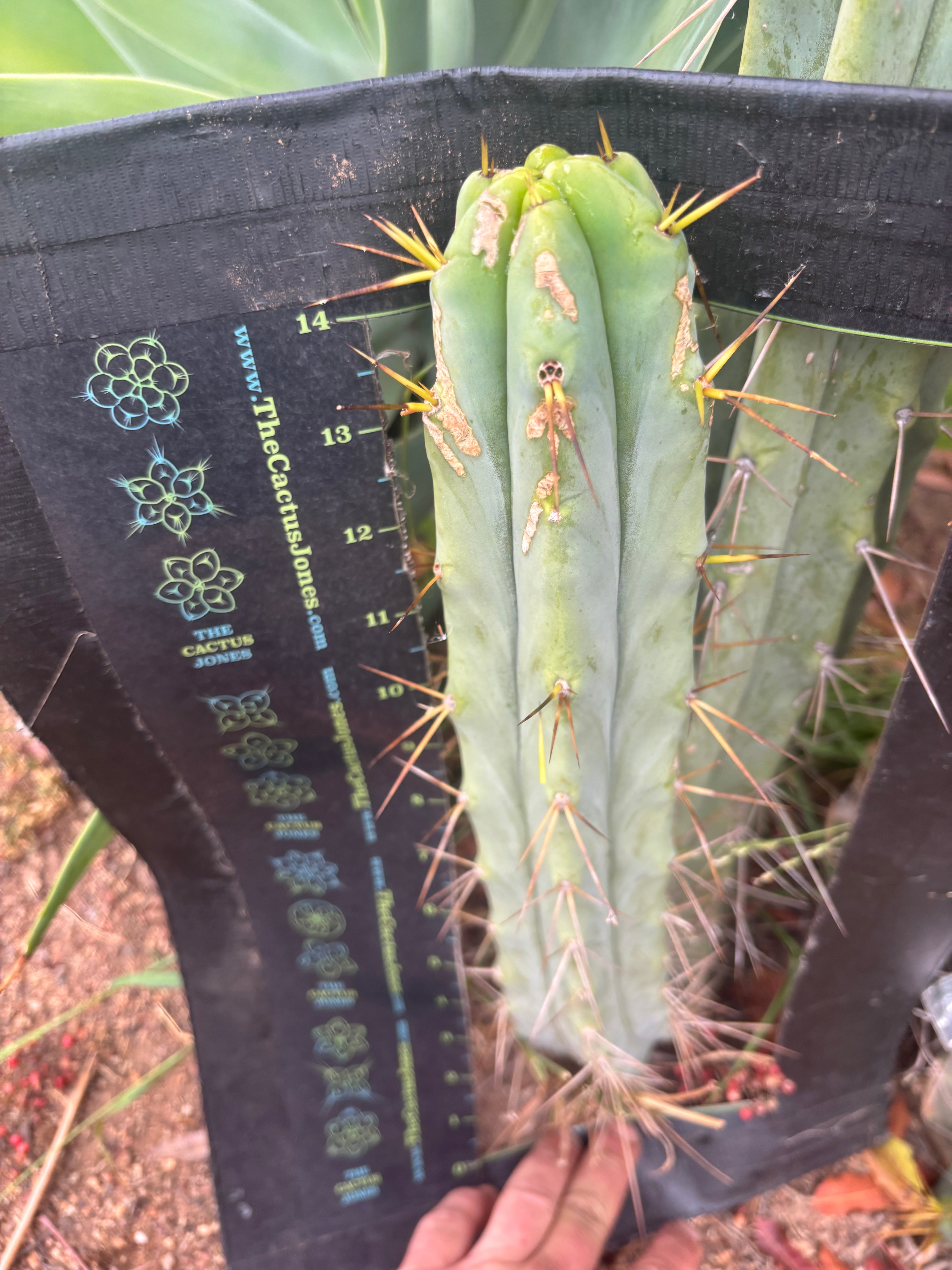 👑🌶️ Medicine Man — XL 15” Pup