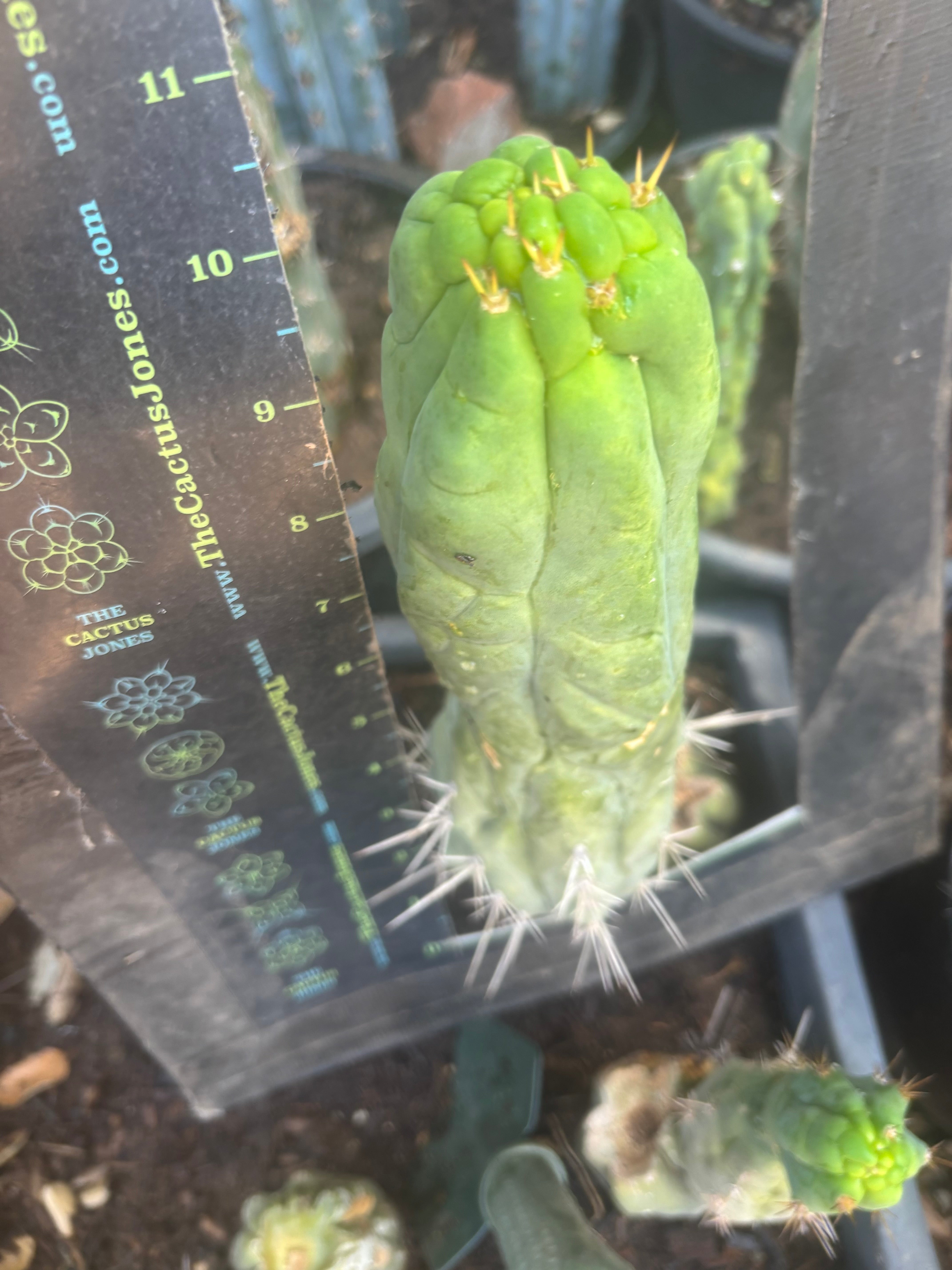 💎👑🐉 Bruce’s Dragon — Thick 10” Pup