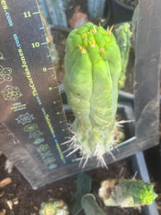 💎👑🐉 Bruce’s Dragon — Thick 10” Pup