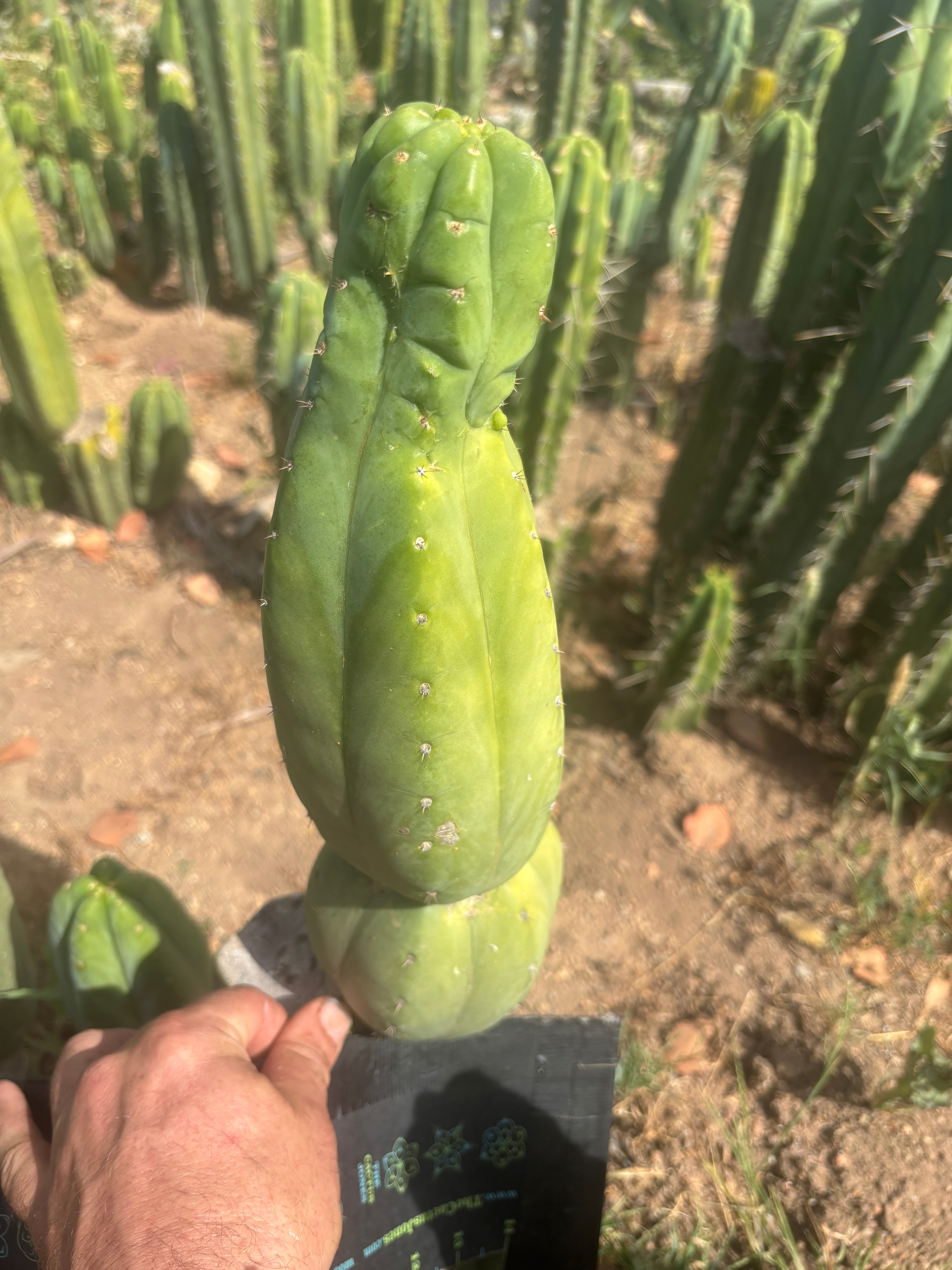 👑🌶️ Maipu — XL 13” Tip