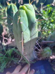 👑🌶️  Mel — 11” Pup