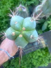 💎👑 Rosei 2 — Chonky 10” Tip
