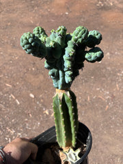 💎👑💎 Glorp — XL Rooted Pupsplosion Graft