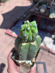 👑💎 Grecas Tip Graft — Rooted / Whole