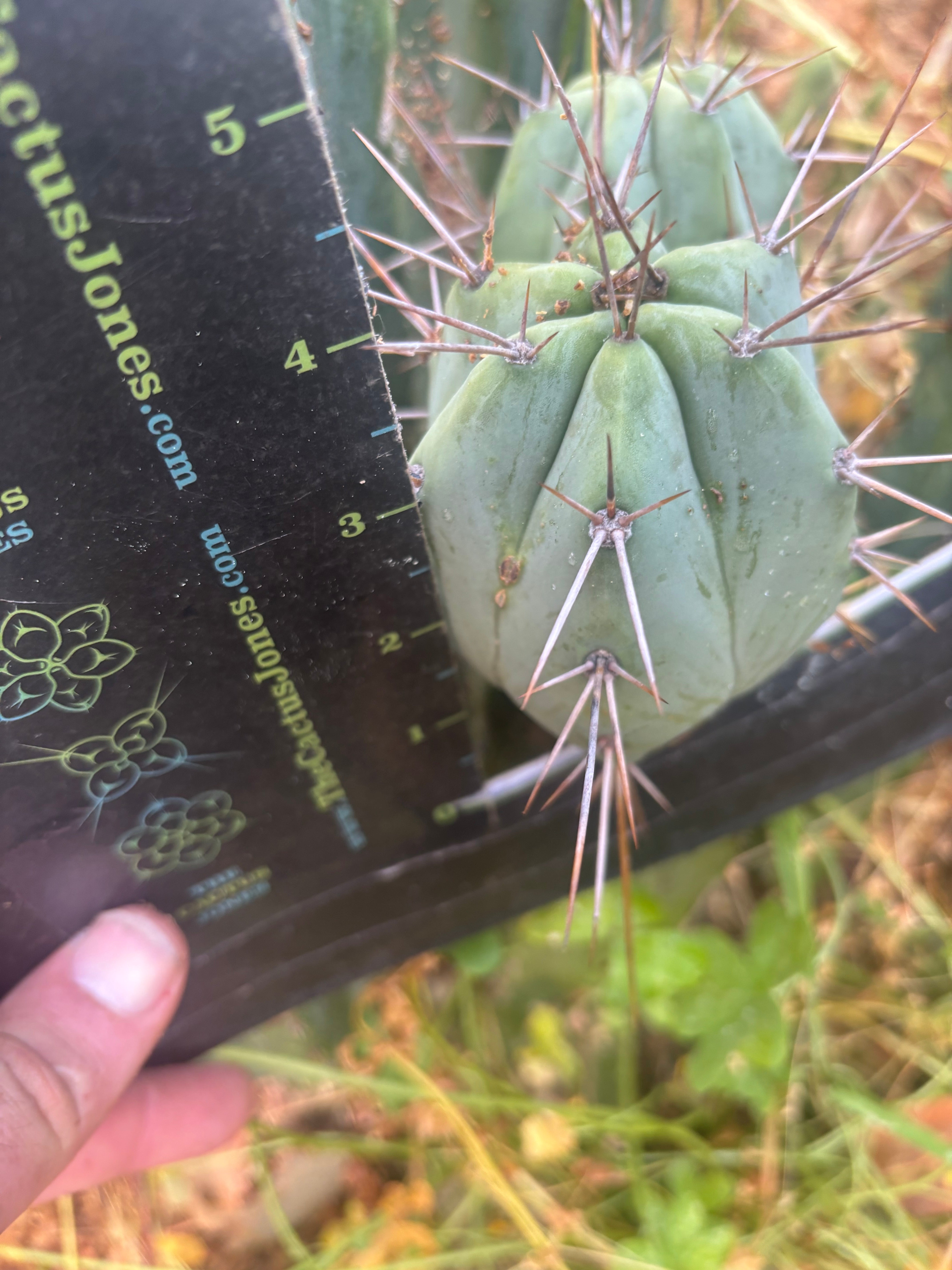 👑💎🌶️ CSD — Another 4” Ball Pup