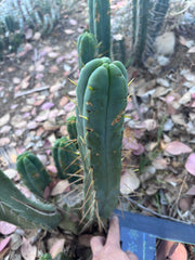 👑🌶️ BBB —  XL 15” Pup