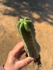 👑🌶️🌶️ Landfill — 10” Rooted Tip