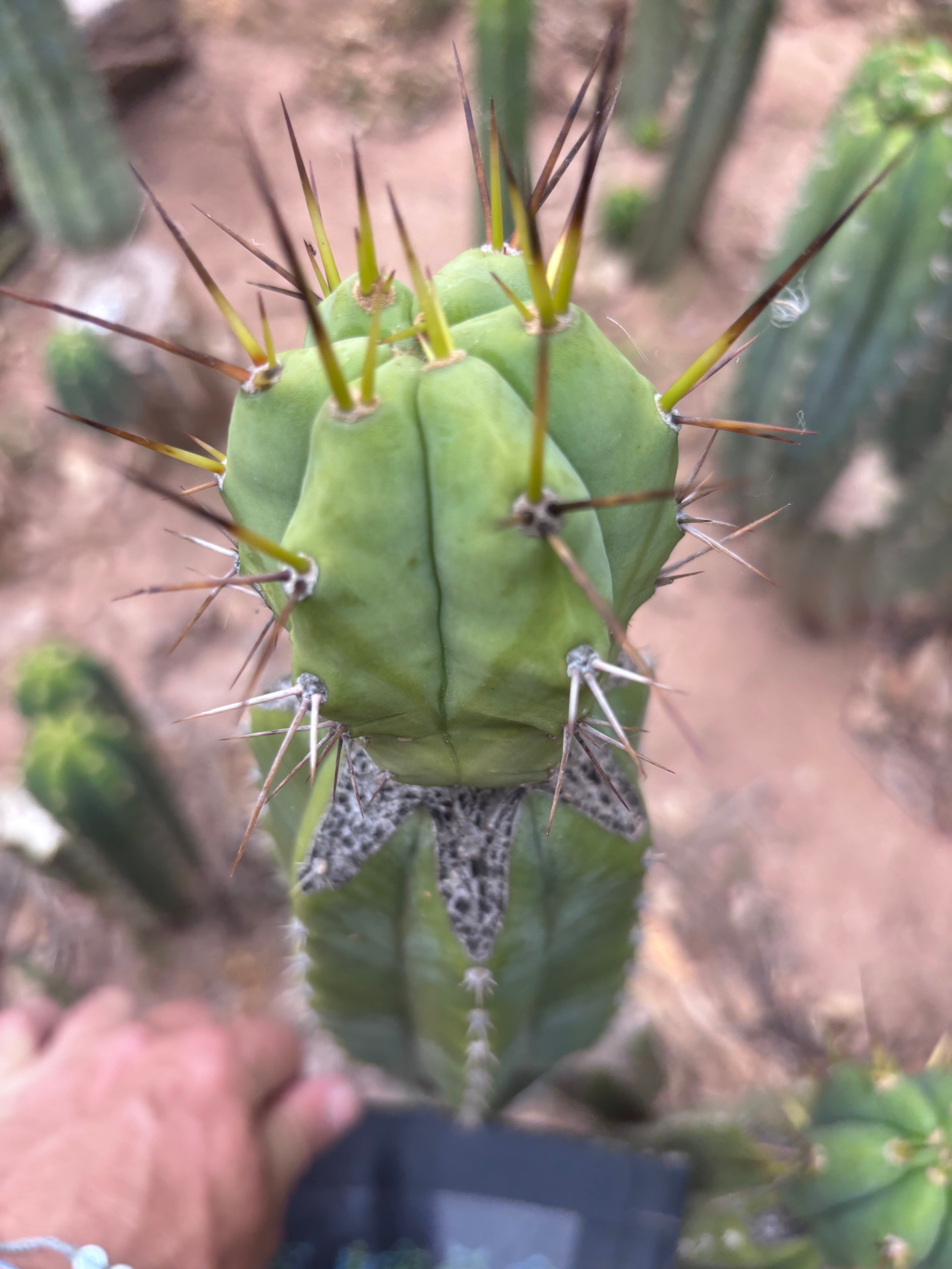 👑💎🌶️  CSD — Large Tip Graft
