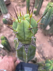 👑💎🌶️  CSD — Large Tip Graft
