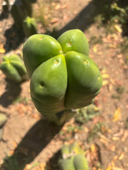 💎👑🌶️ Ferah — Fourwang Chub Muffin