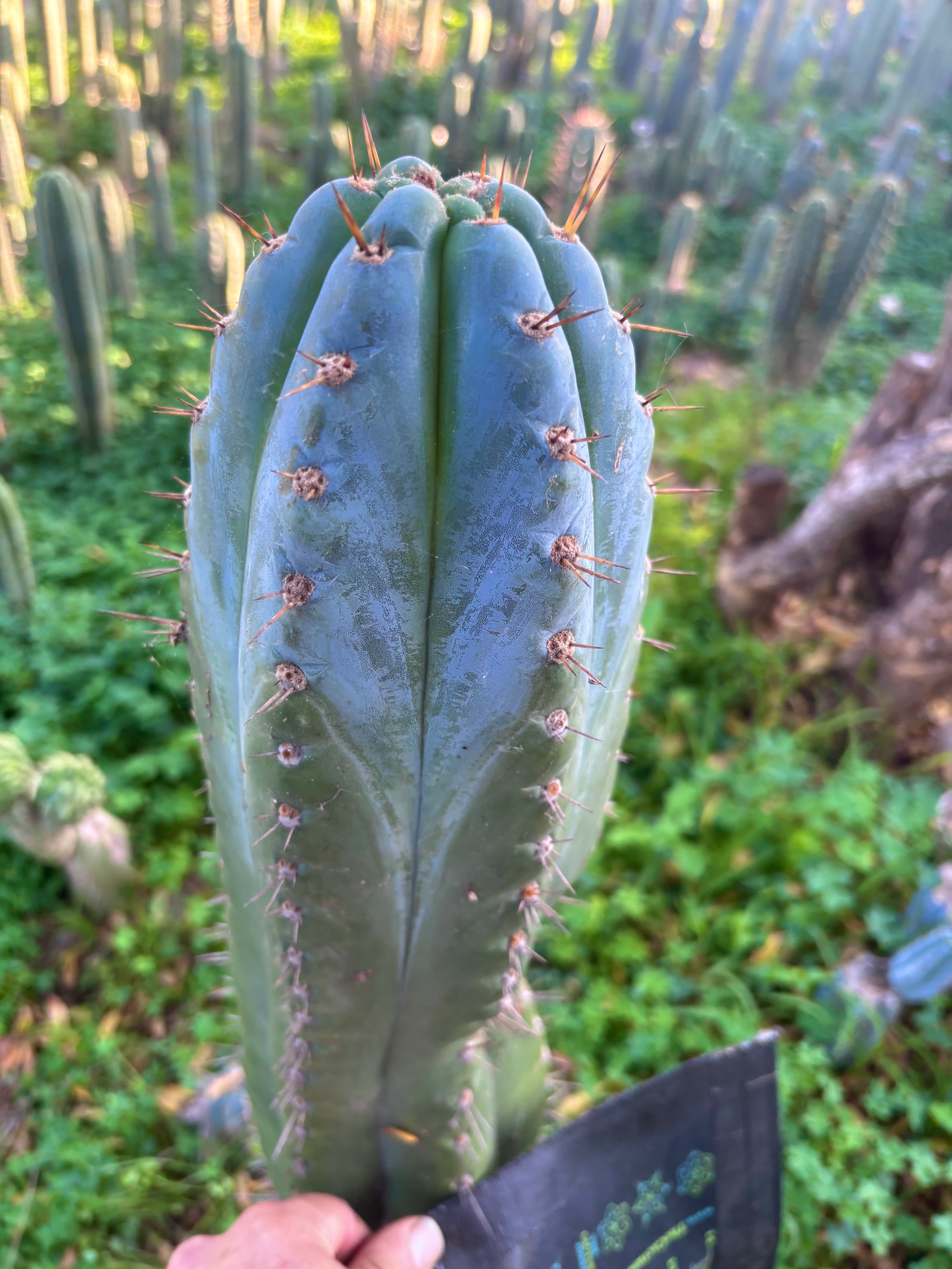 💎👑💎 Papa Smurf — XXL 14” Tip