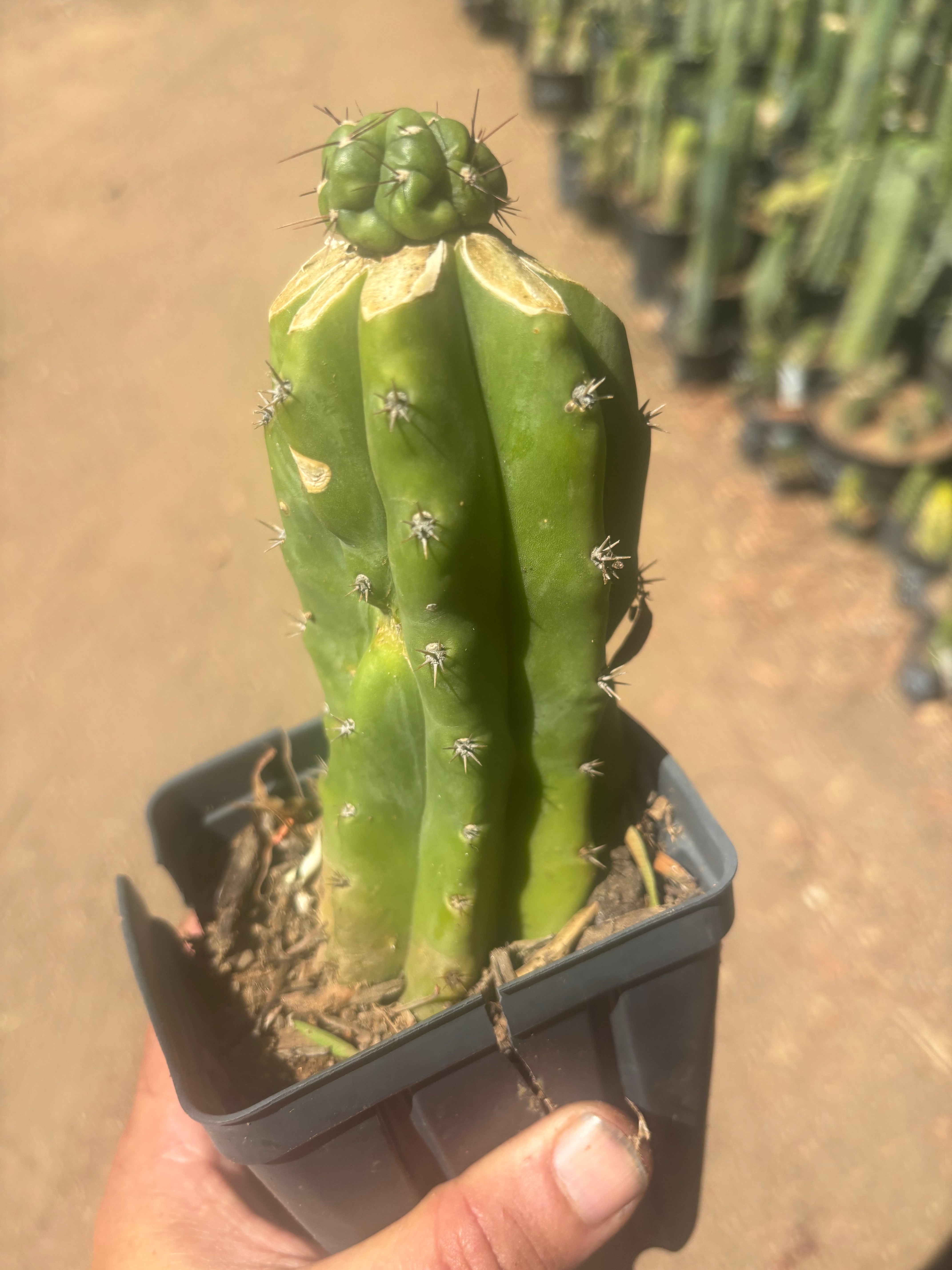 💎👑💎 Havran — Pup Graft on Rooted PC