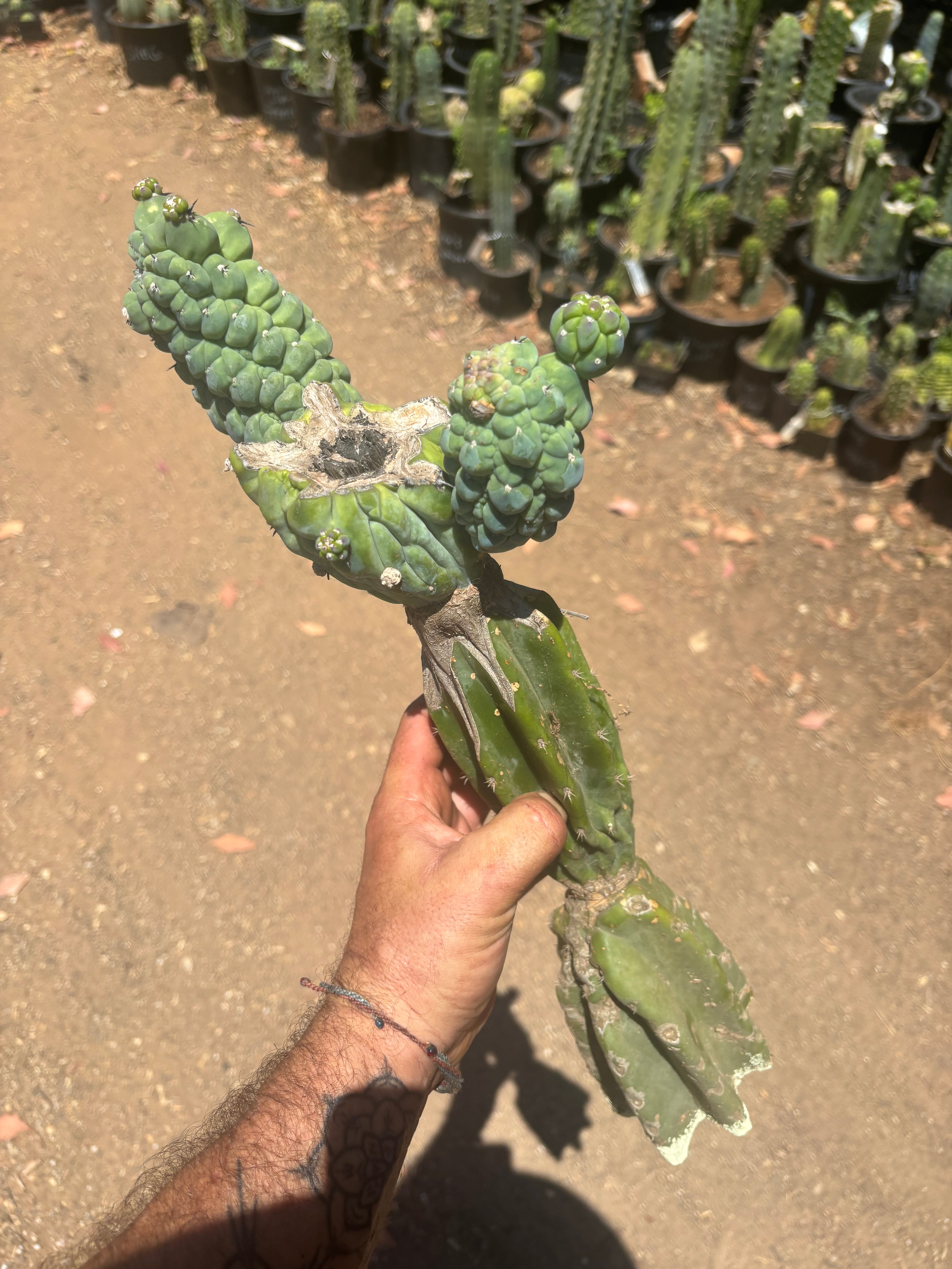 👑💎 Glorp — Another XL Graft