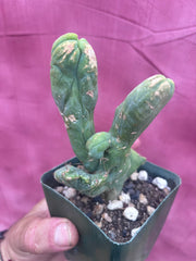 👑💎🌶️🌶️ TBMC — Rooted 6”