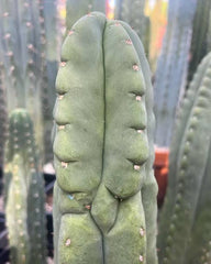 💎👑  Woolunda Monster — 9” Balloon Tip