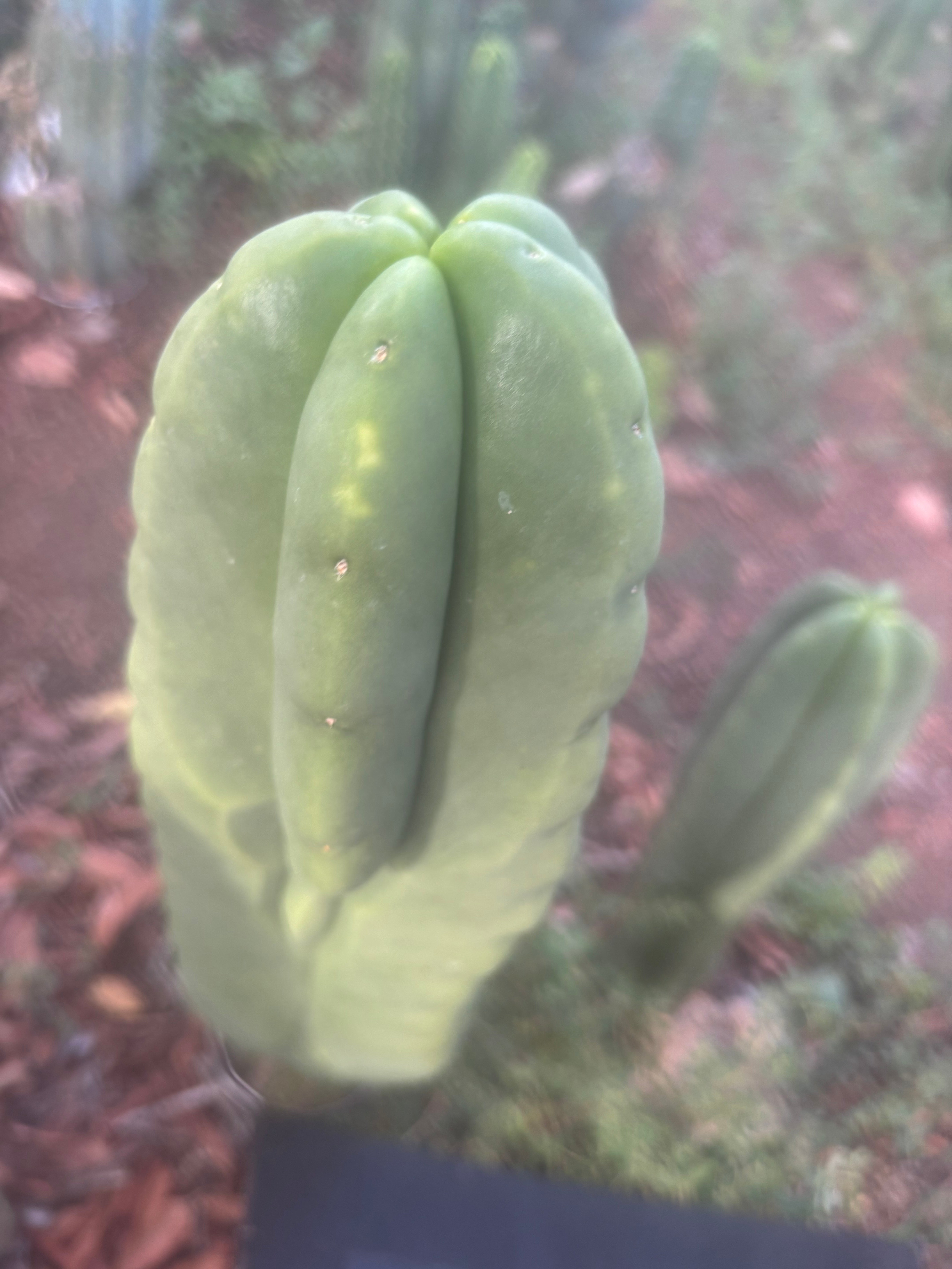 💎👑🌶️ Ferah — Chonky 8.5” Tip