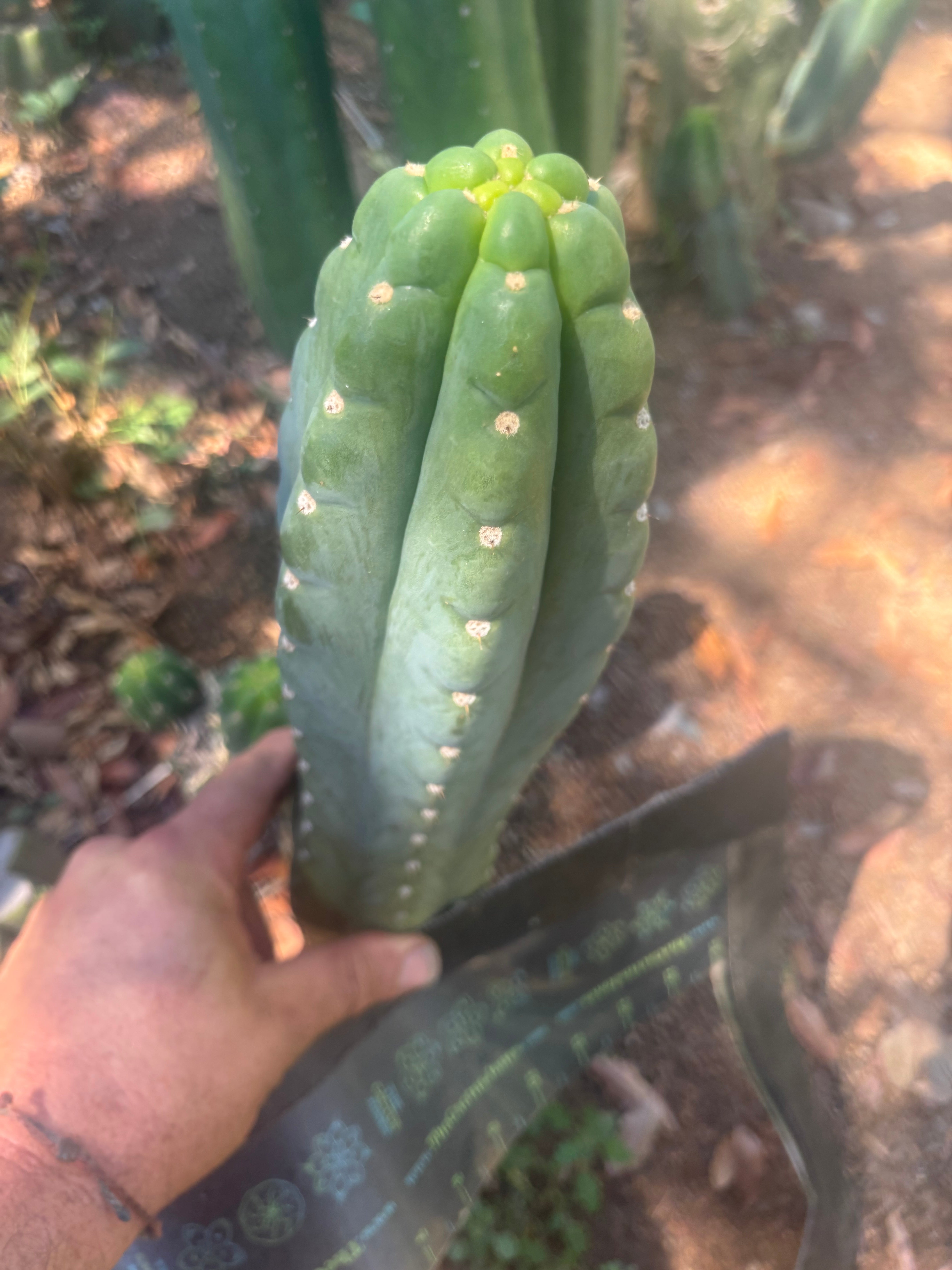 👑🌶️  Ichoca — 10” Tip
