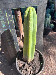 👑🌶️ Ecuadorian Pach — Rooted 13”