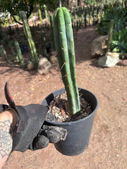 👑🌶️🌶️  Jiimz Twin Spine — *Rooted* 13” Tip