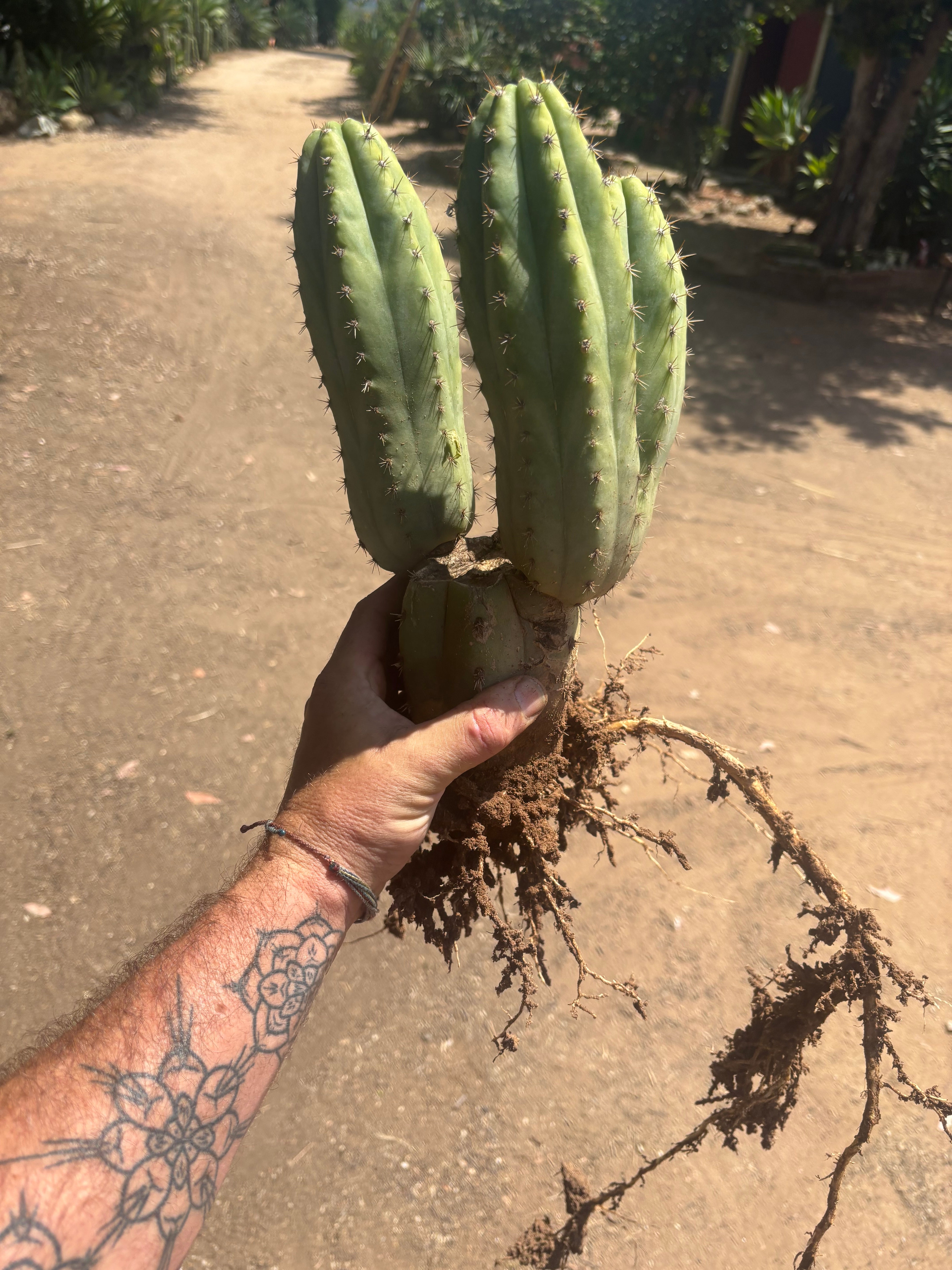 👑🌶️ Shine01 — Triple Pupped Mid with Crazy Roots