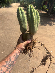 👑🌶️ Shine01 — Triple Pupped Mid with Crazy Roots