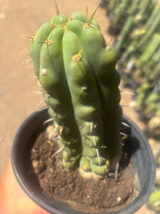 💎💎🌶️🌶️ NOM — Rooted 8” Pup