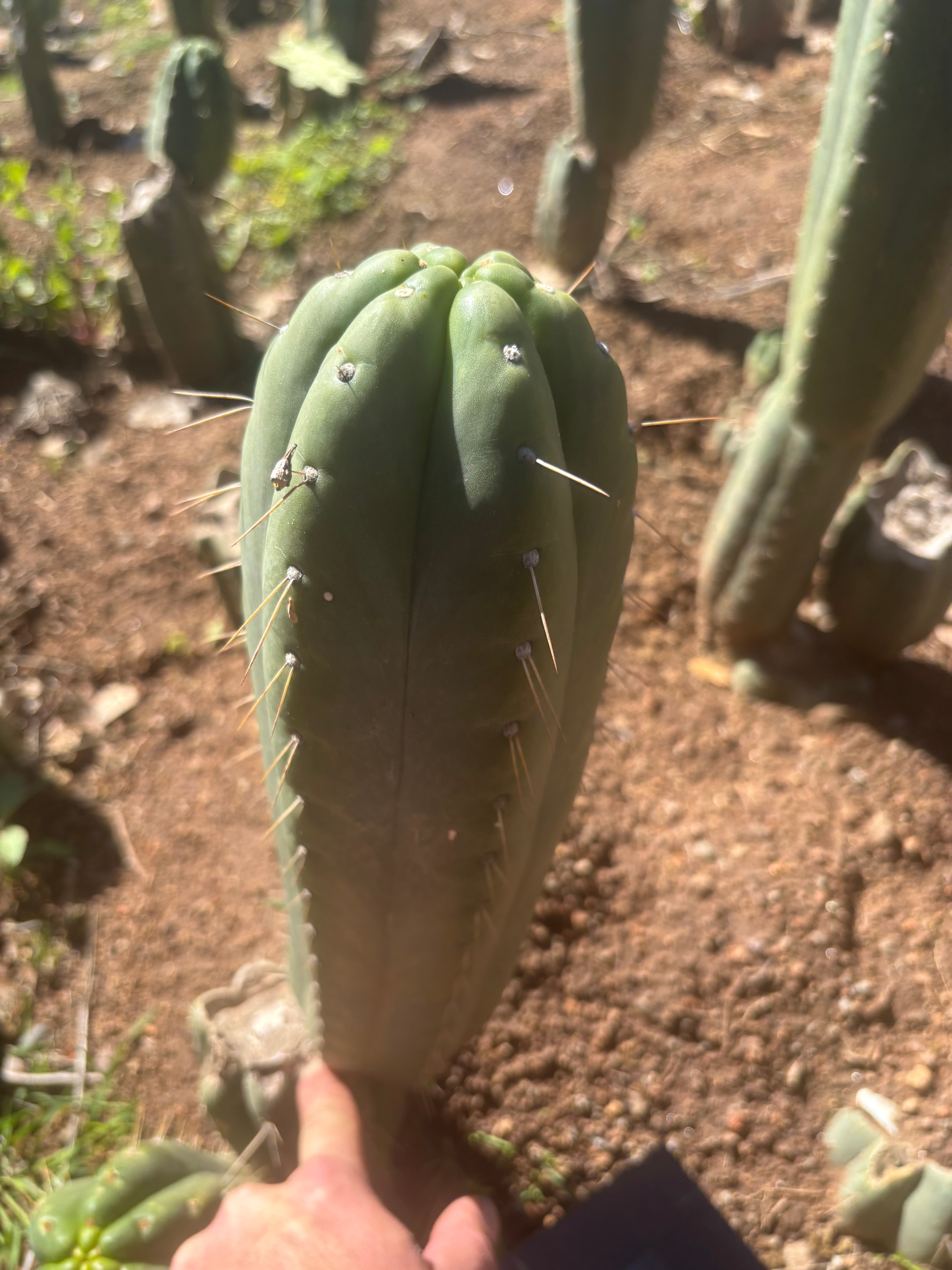 👑🌶️ Yowie — XL 13” Pup