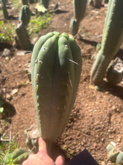 👑🌶️ Yowie — XL 13” Pup