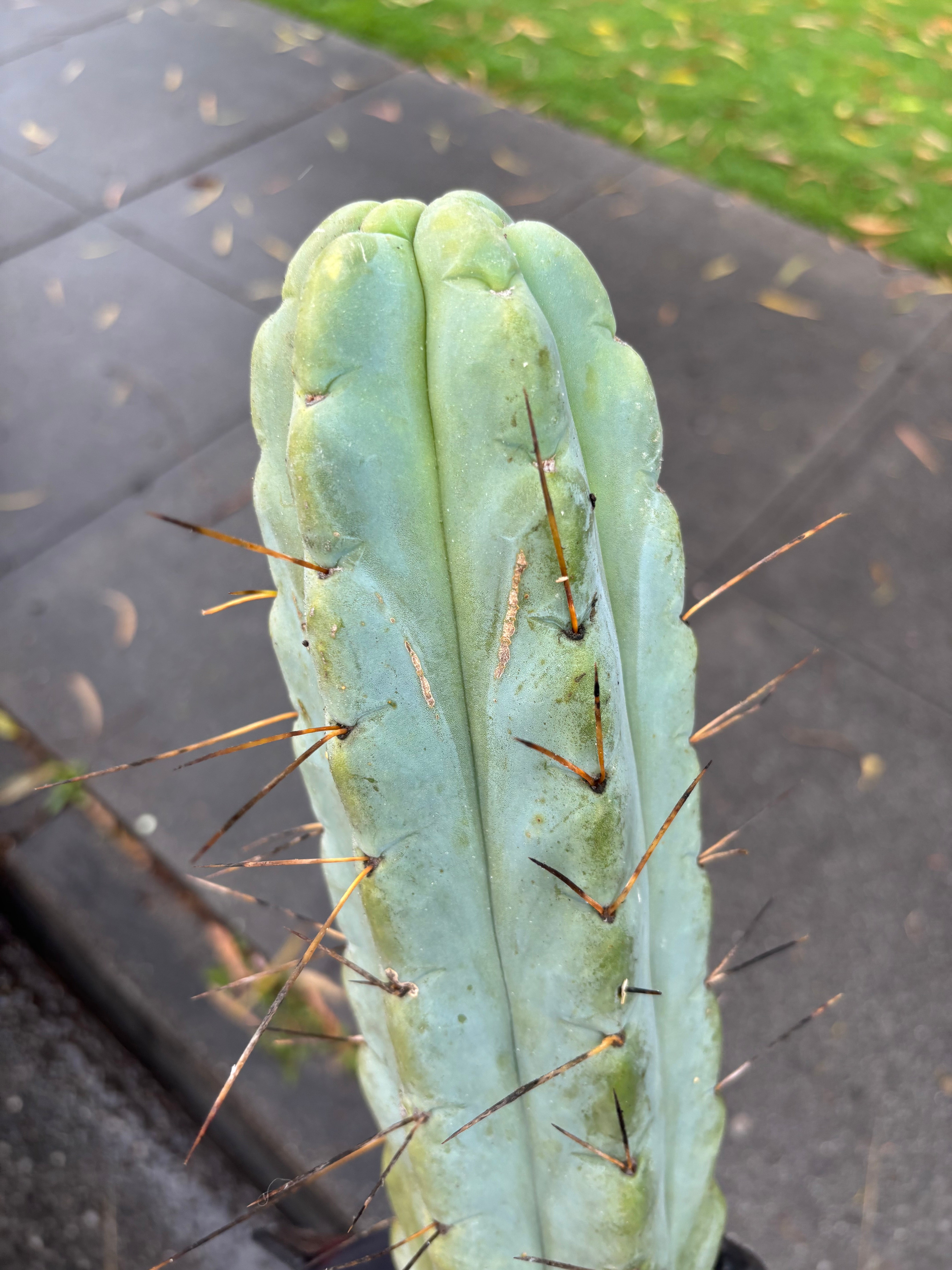 👑💎🌶️ TBQM  — Massive 12” Mid