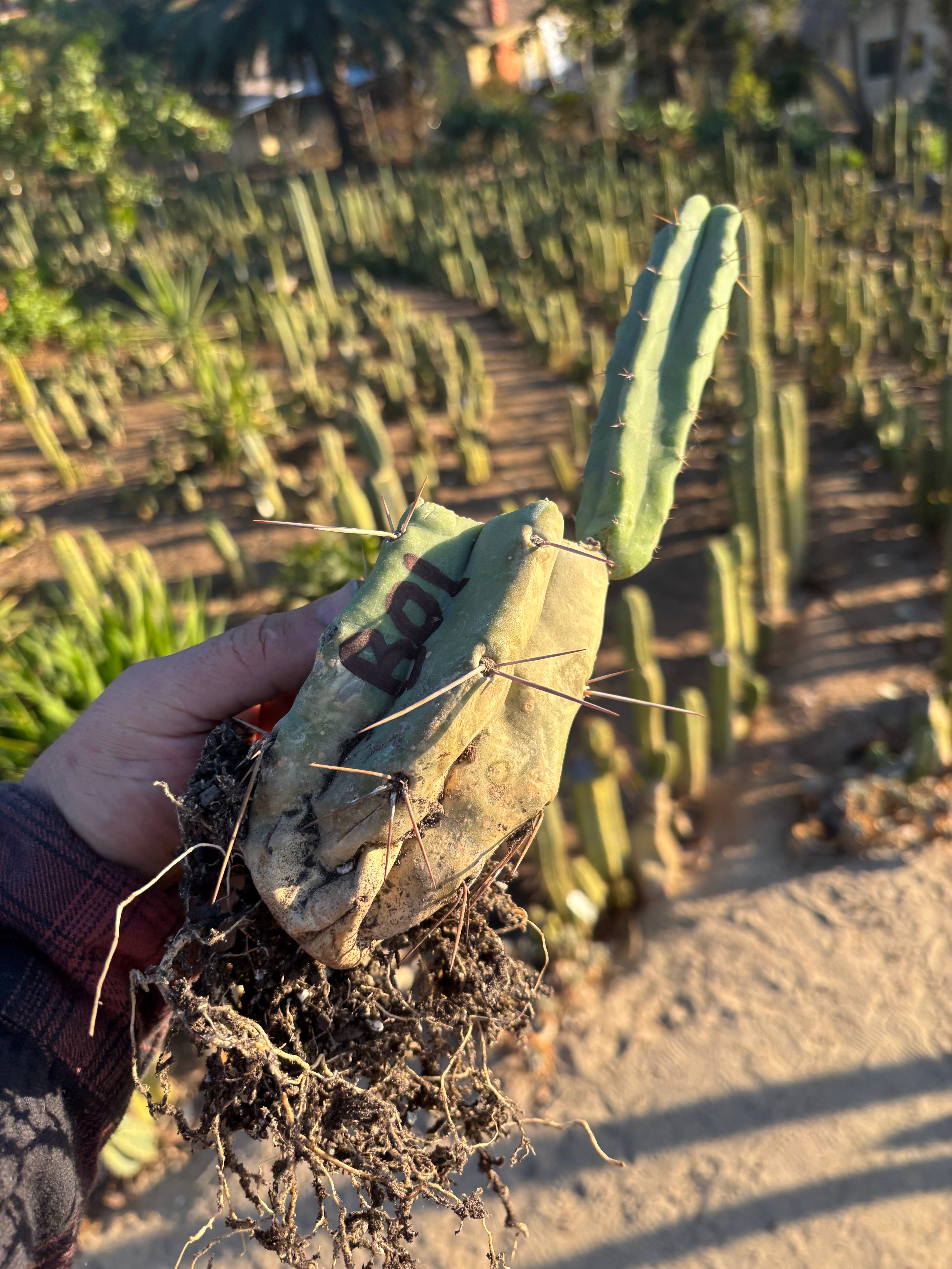 👑🌶️ B01 — Rooted Mid w/Pup