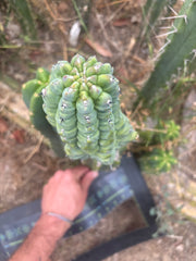 👑💎 Glorp — Another XL Graft