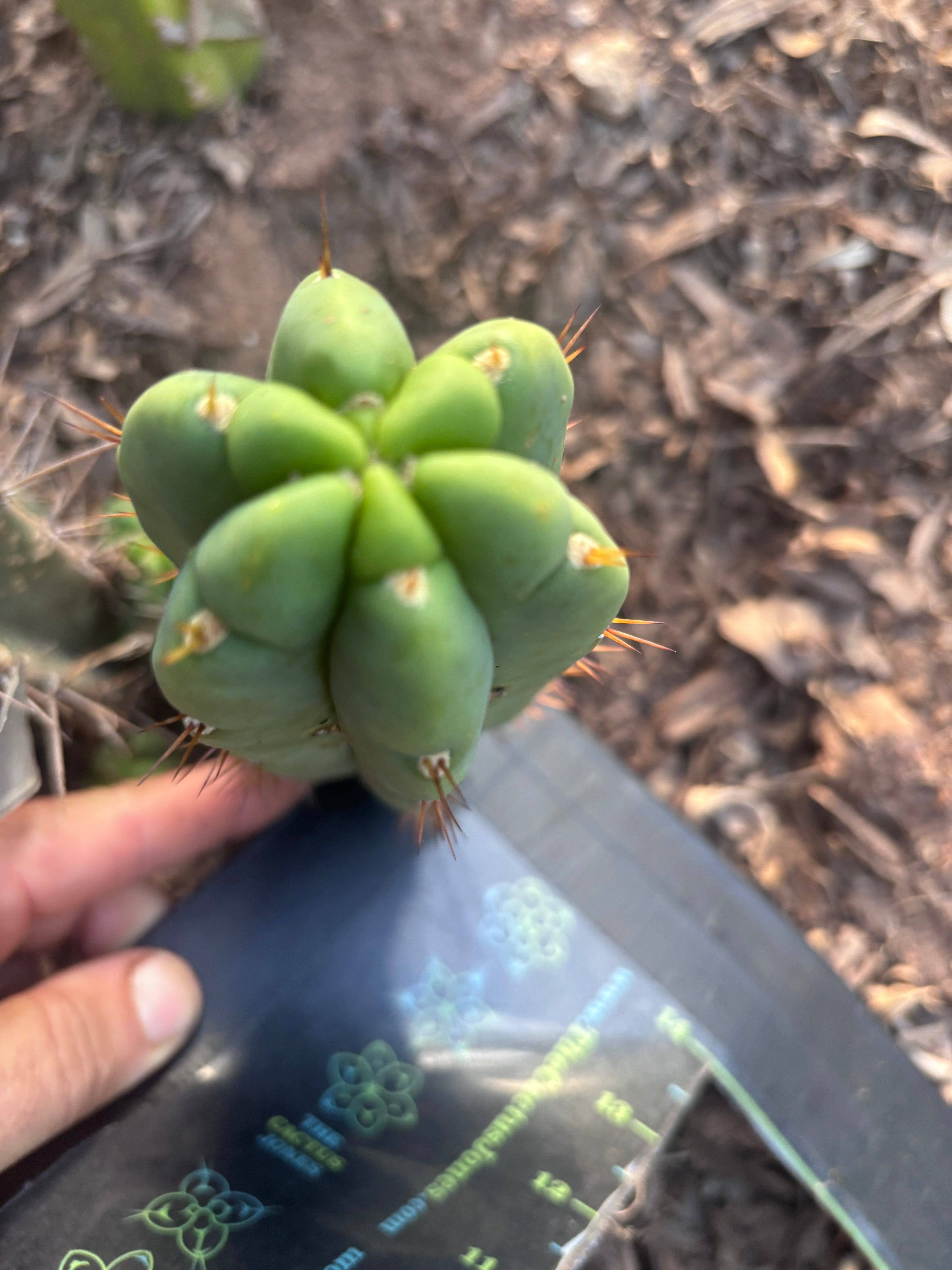 💎👑🌶️🌶️ Austy’s Bomb — 6” Pup