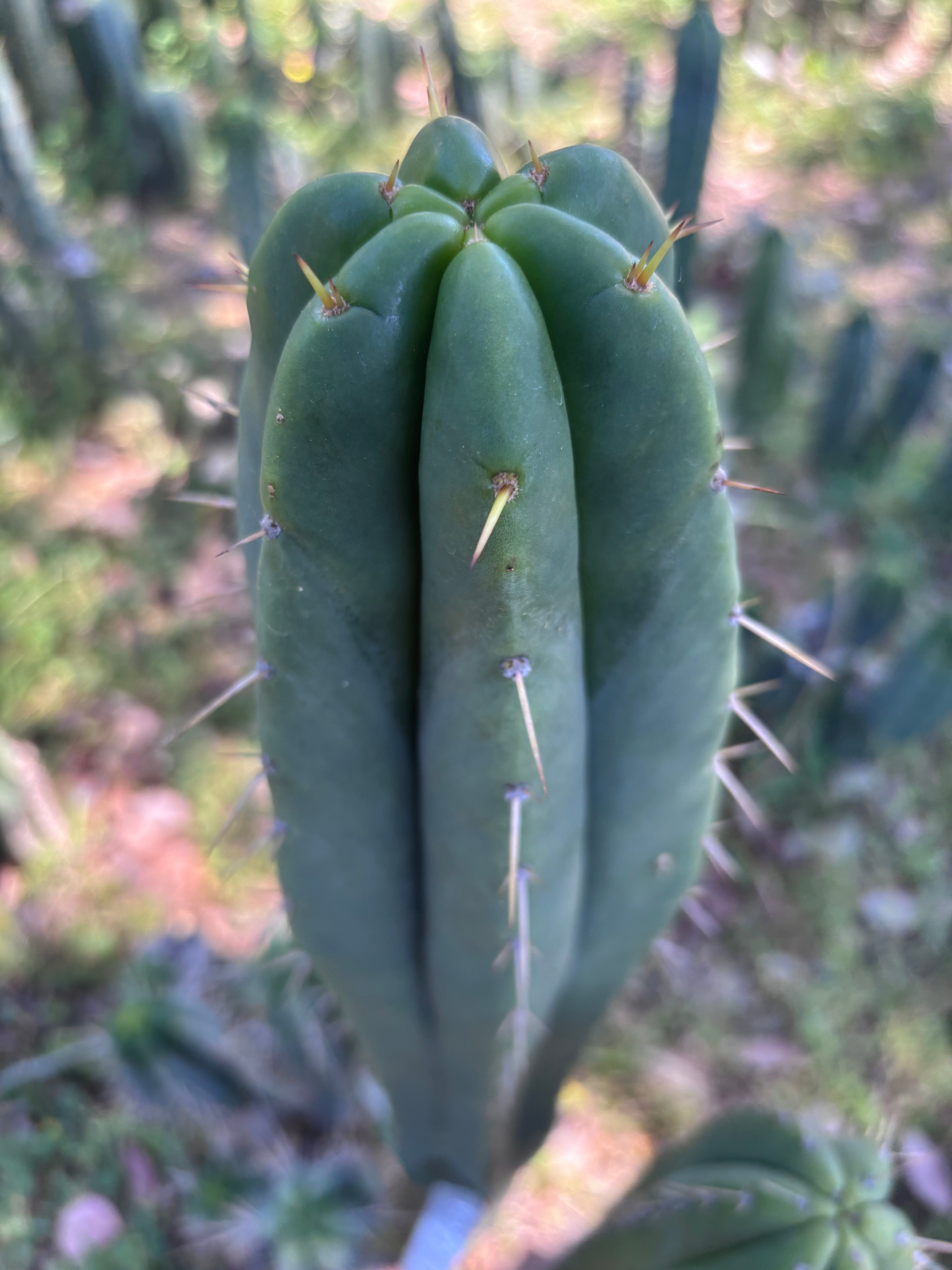 👑🌶️ Malo4 (F2)  — Fat 10” Tip
