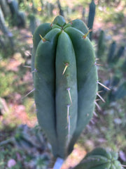 👑🌶️ Malo4 (F2)  — Fat 10” Tip