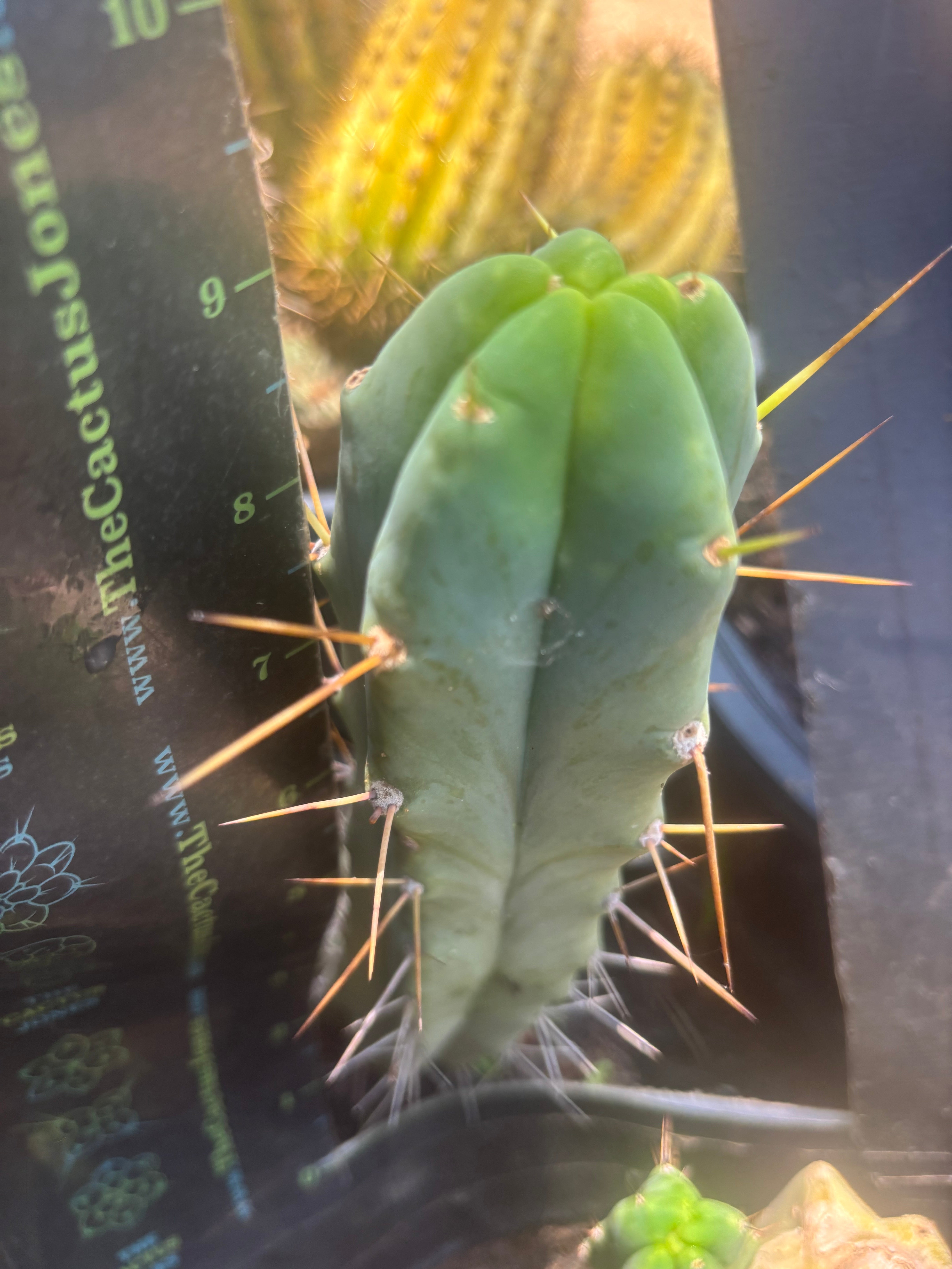 👑🌶️ Foolsbreath — 9” Pup