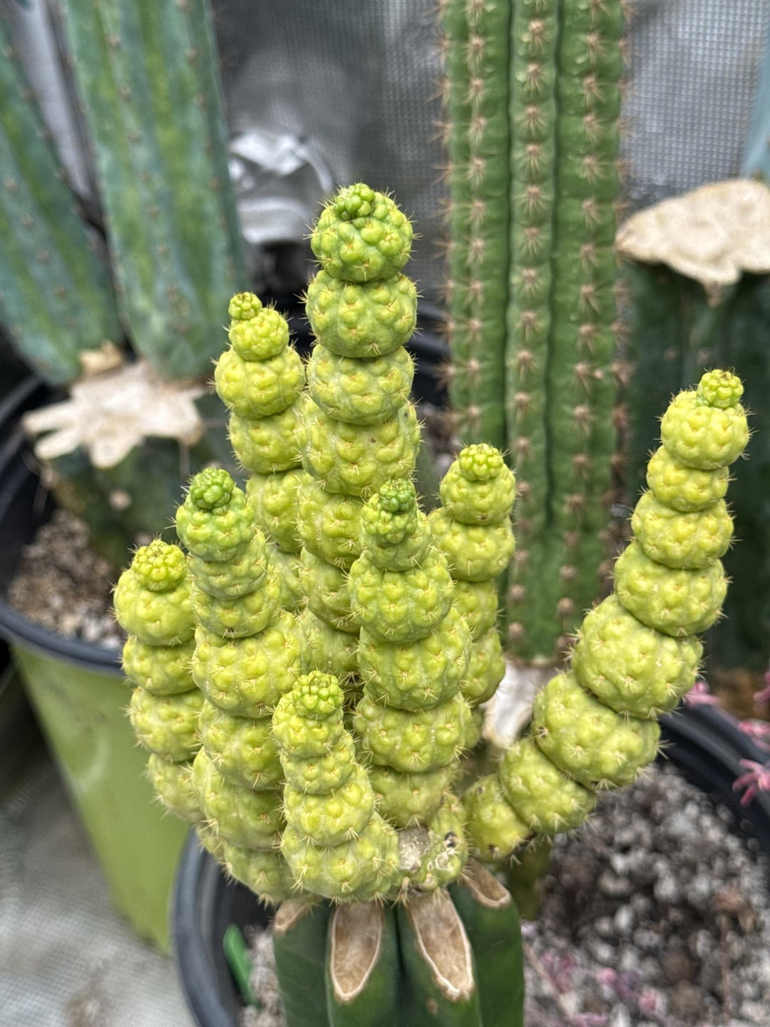 👑💎 Hulk’s Balls — Pupping Graft