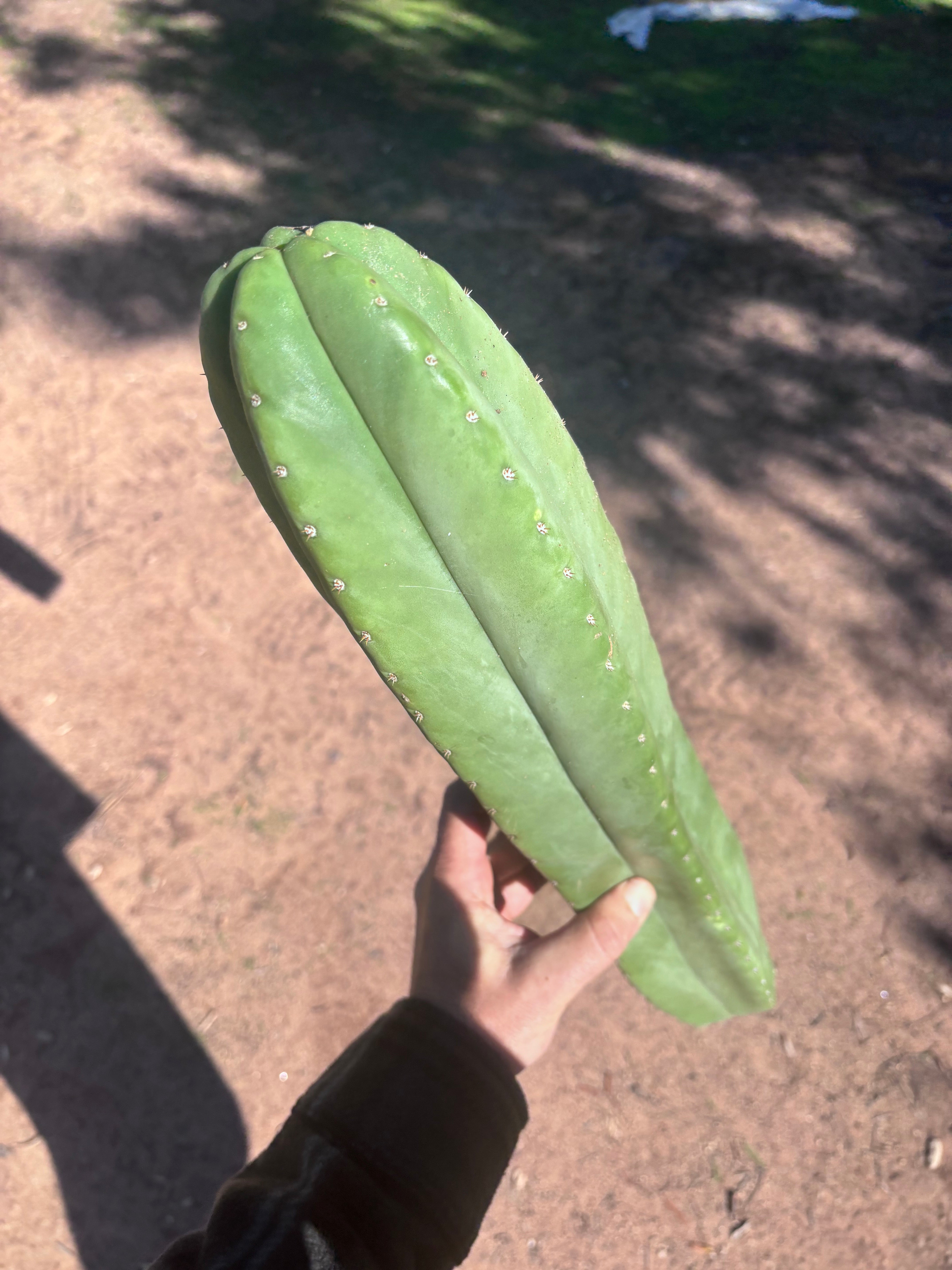 🌶️ Zed x Ecuadorian Pach — XL 20” Tip