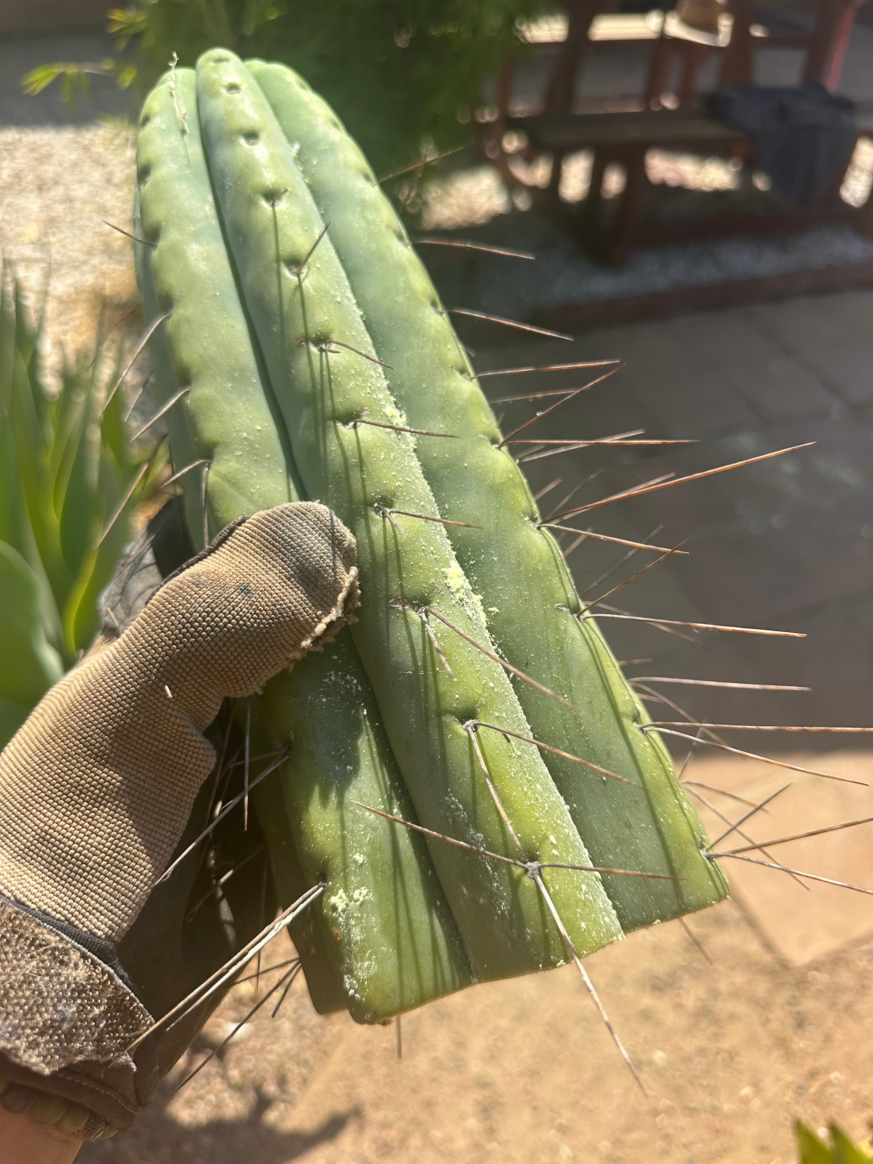 🌶️🌶️💎 E.R. — Huge 13” Tip