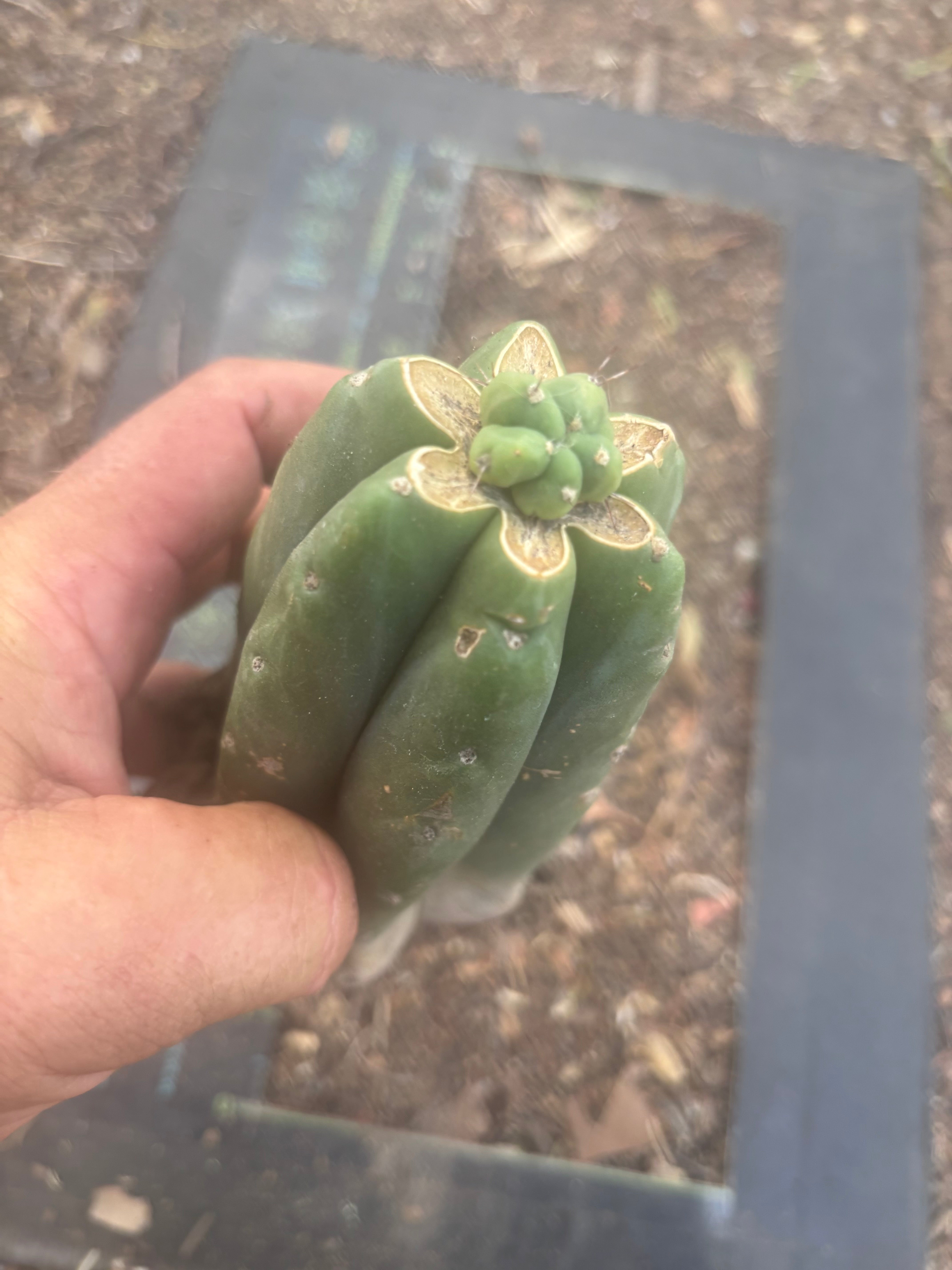 👑💎🌶️  CSD — Another Pup Graft on Rooted Pierre