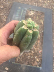 👑💎🌶️  CSD — Another Pup Graft on Rooted Pierre