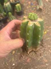 💎👑💎 Havran — Pup Graft on Rooted PC