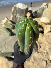 💎🌶️ Fields x SS02 — MASSIVE 15” Tip