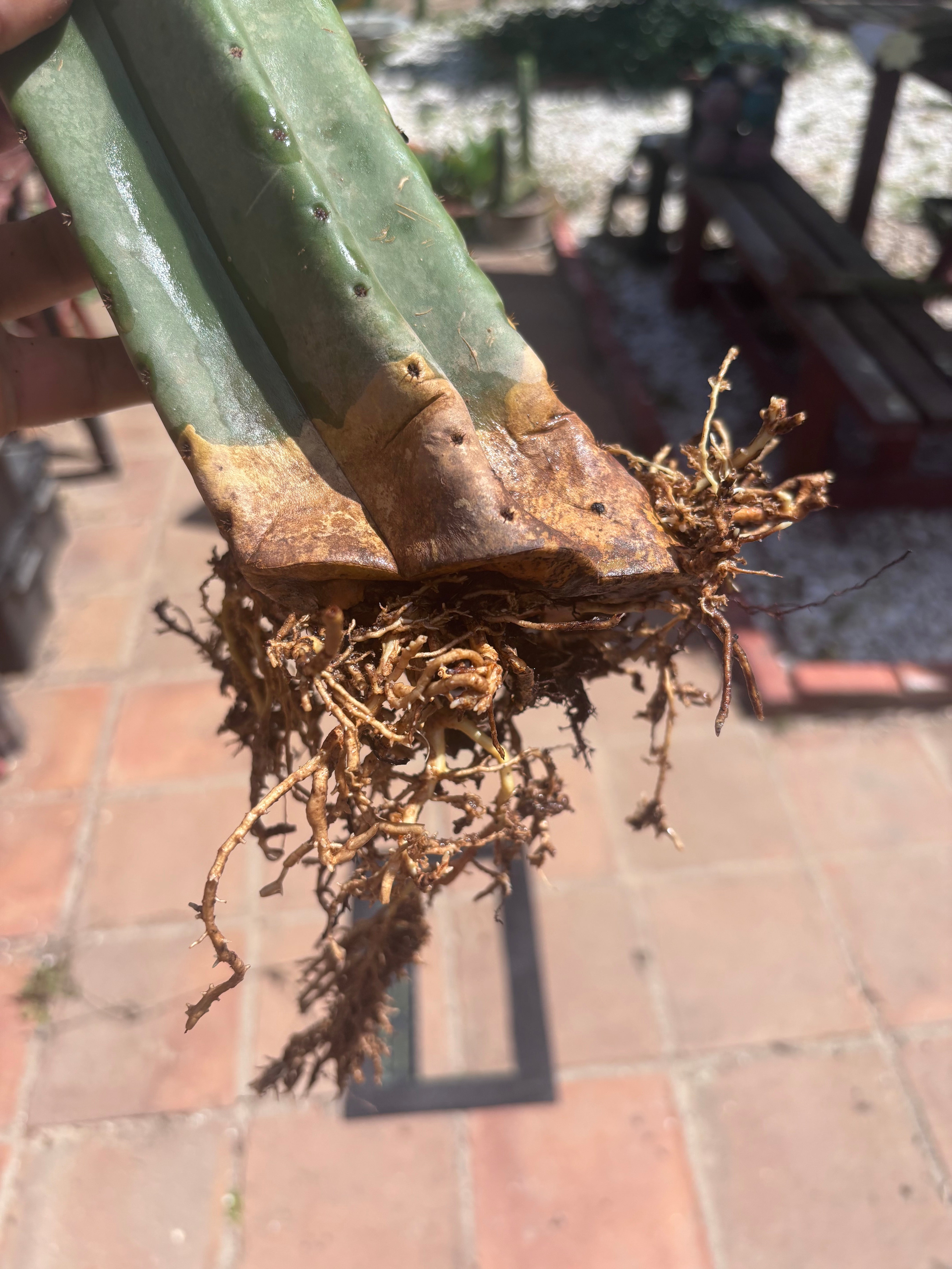 👑🌶️ Scop A — Fully Rooted 15” Tip