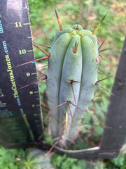 👑🌶️ Mesa Gardens Bridge — 11” Tip