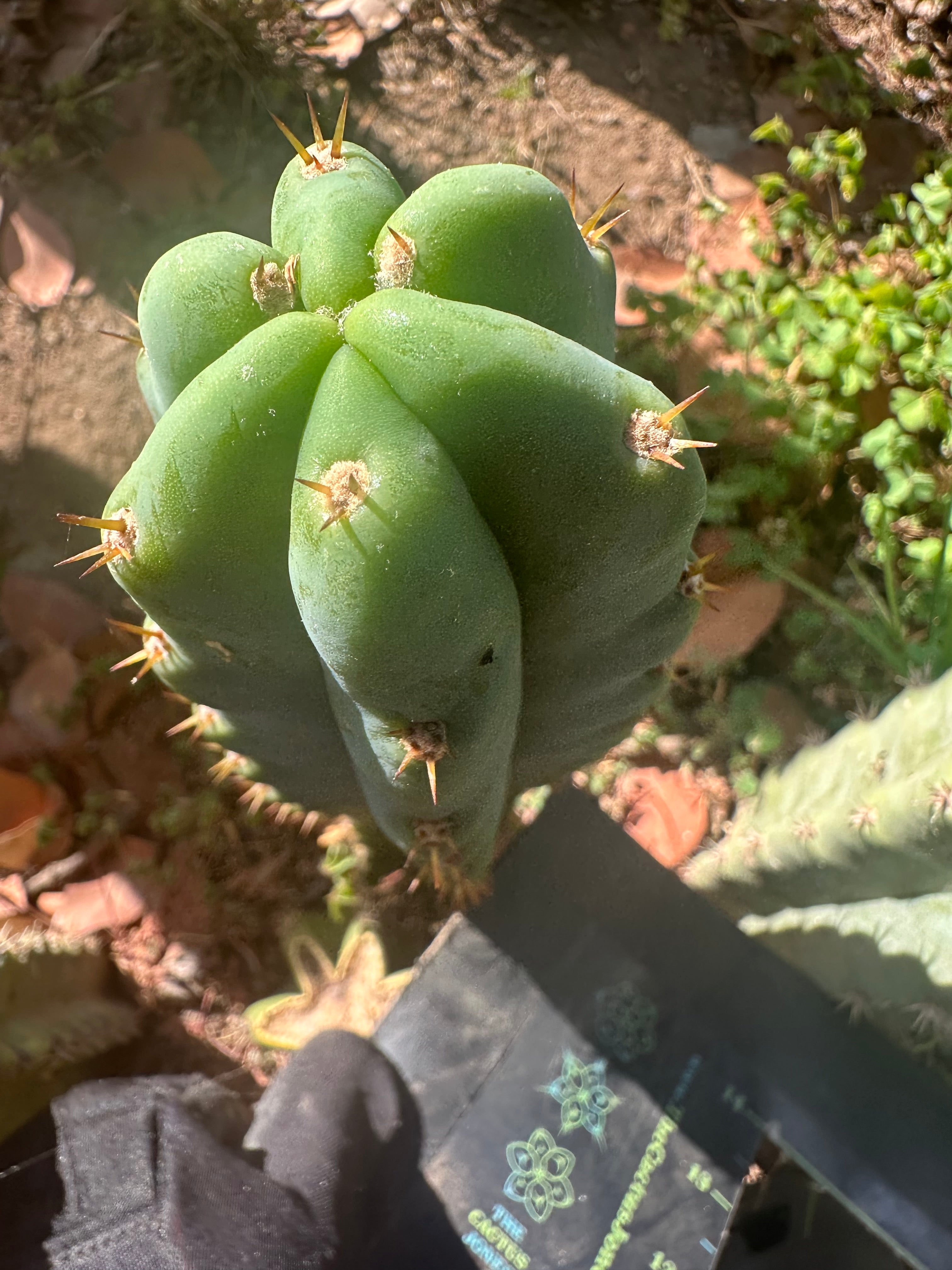 🌶️🌶️ NoidTwo —10” Tip
