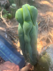 👑💎🌶️ Caballero — 11” Pup