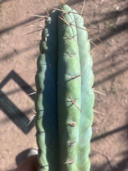 💎🌶️ NOM — XL 16” Tip