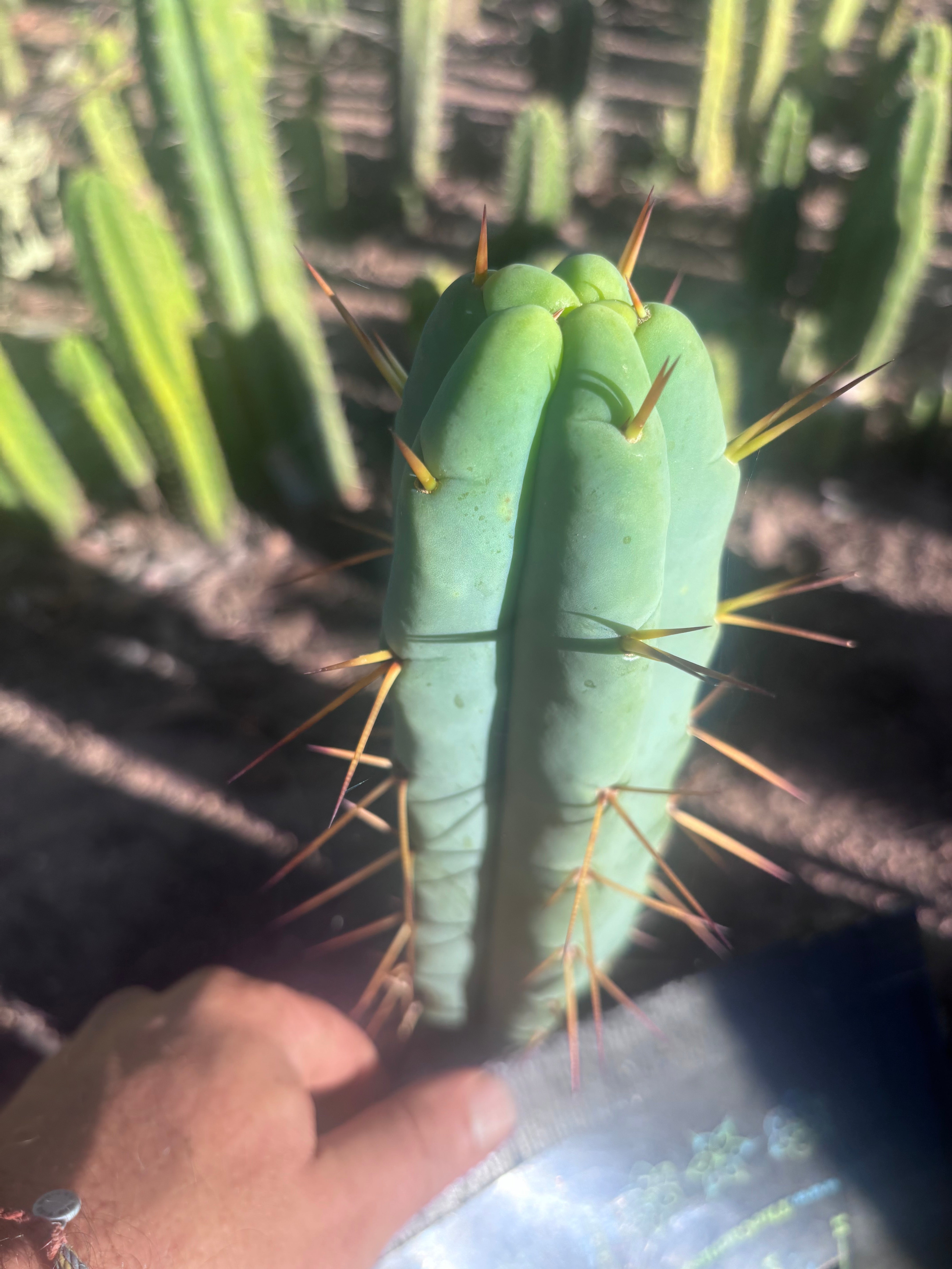 👑🌶️ Basement Shaman — 9” Tip