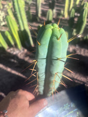 👑🌶️ Basement Shaman — 9” Tip
