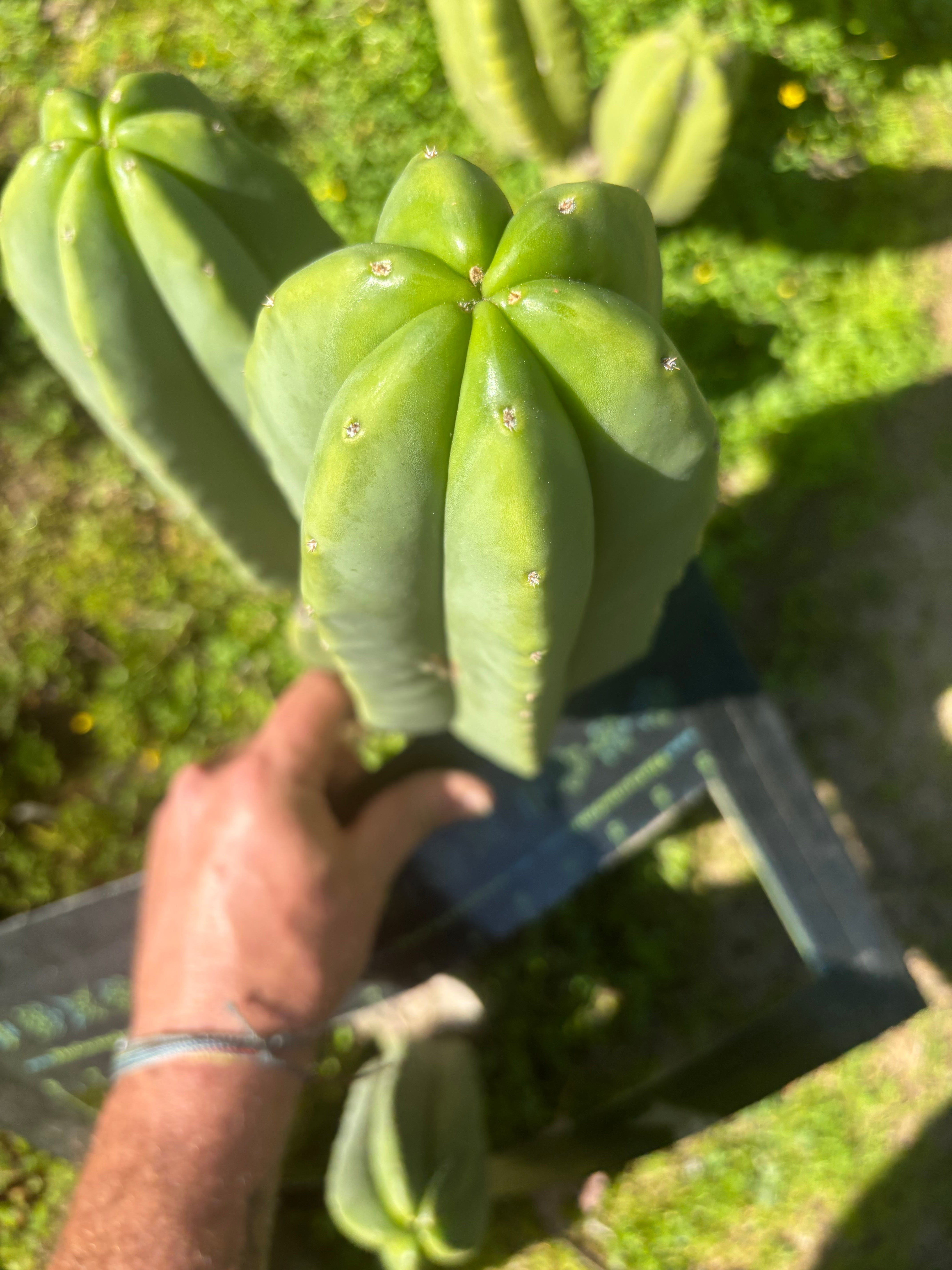 👑🌶️ Zulk — FAT 11” Pup
